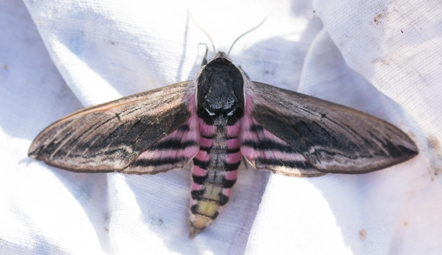 Sphinx ligustri - fagyalszender