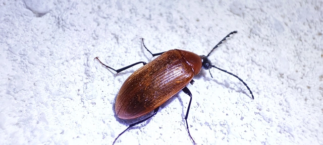 Pseudocistela ceramboides - narancssárga alkonybogár