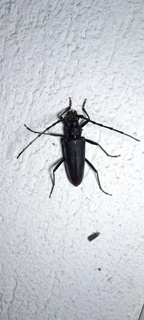 Cerambyx cerdo - nagy hőscincér