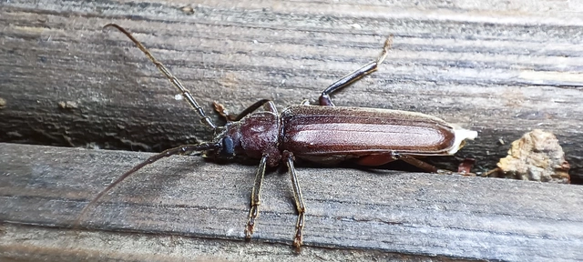 Arhopalus rusticus - gödrösnyakú cincér