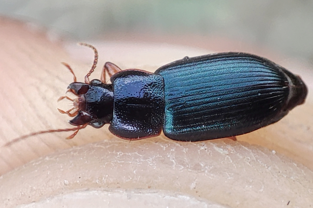 Ophonus azureus - azúrkék bársonyfutó