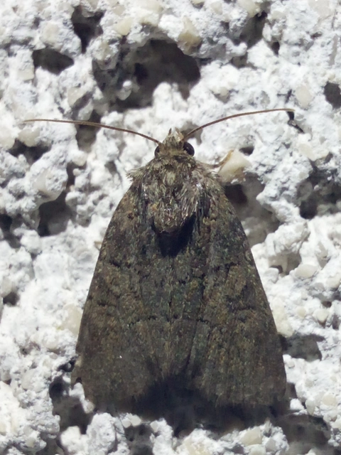Oligia strigilis/latruncula/versicolor