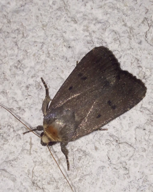 Amphipyra tragopoginis - bakszakállbagoly