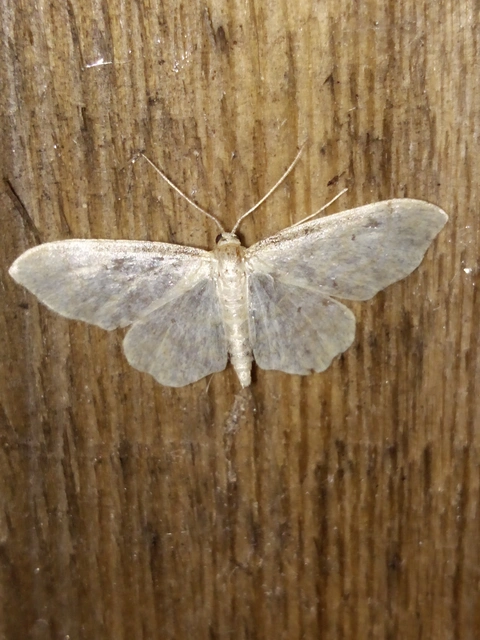Idaea fuscovenosa - szürkeszélű apróaraszoló
