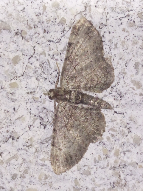 Pasiphila rectangulata - almavirág-araszoló