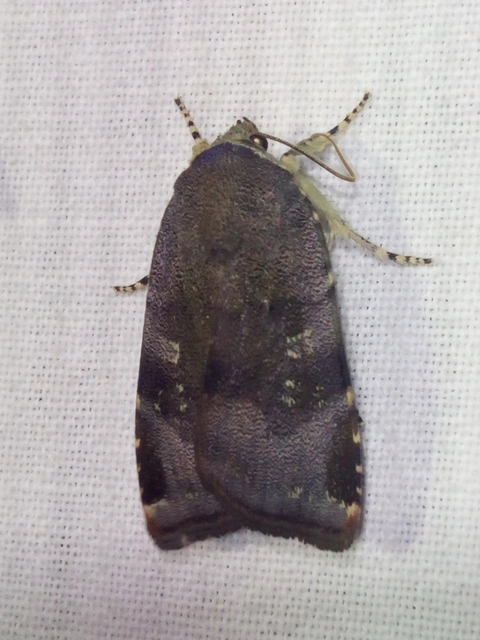 Noctua janthe/janthina