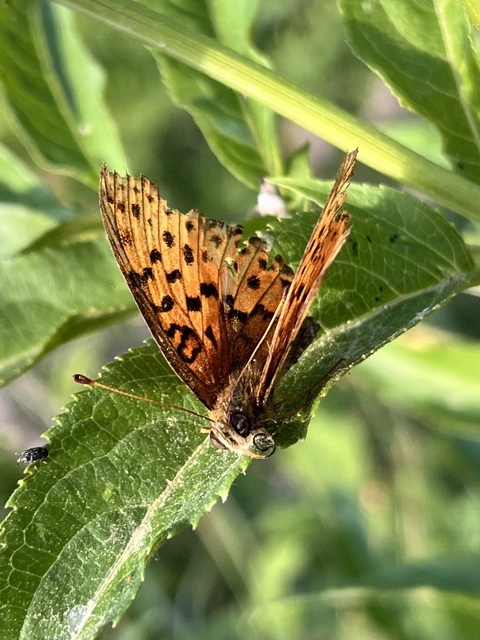 Brenthis daphne - málna-gyöngyházlepke
