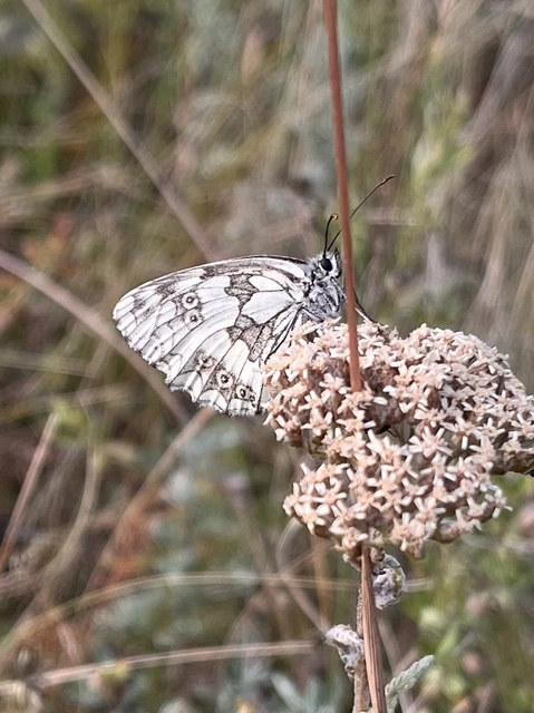 Melanargia galathea - sakktáblalepke