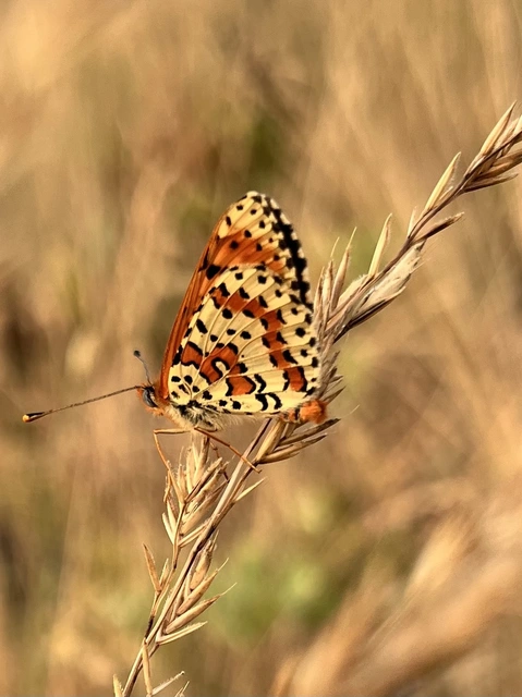Melitaea didyma - tüzes tarkalepke