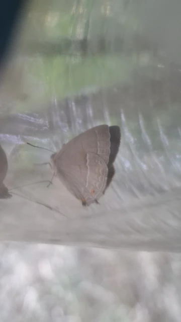 Neozephyrus quercus - tölgyfalepke