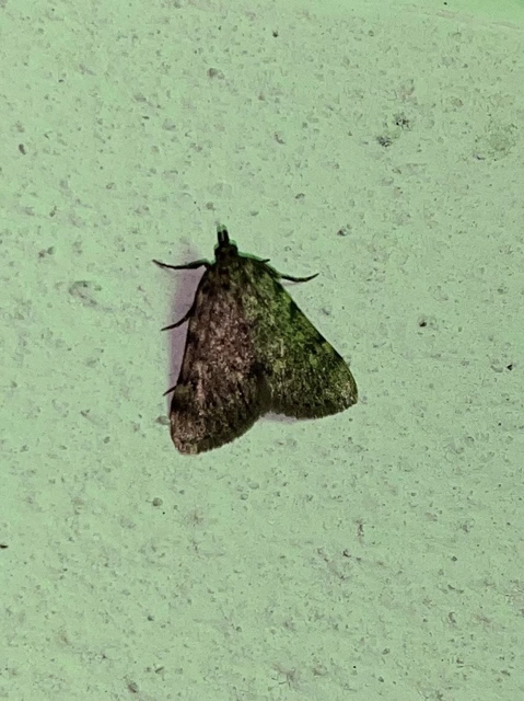Aglossa pinguinalis - zsiradékmoly