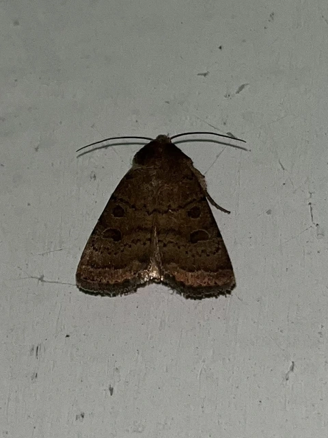 Hoplodrina octogenaria - barna selymesbagoly