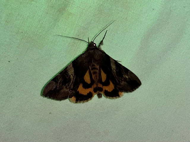 Catocala fulminea - galagonya-övesbagoly