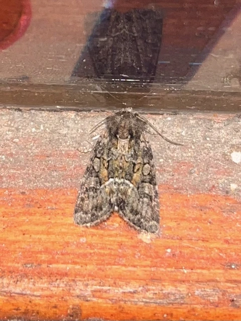 Oligia strigilis/latruncula/versicolor