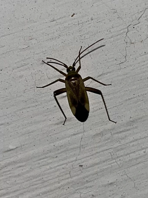 Adelphocoris