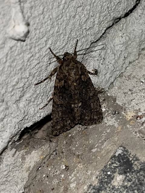 Acronicta rumicis - sóska-szigonyosbagoly