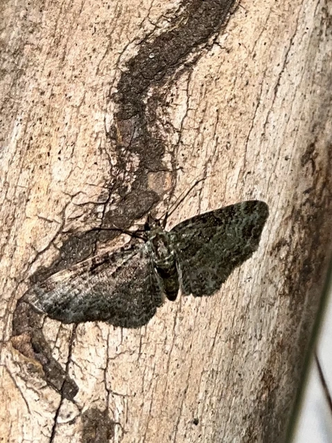 Pasiphila rectangulata - almavirág-araszoló