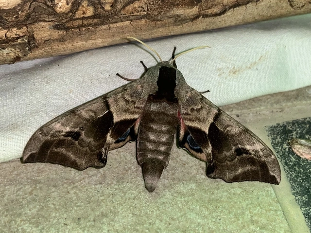 Smerinthus ocellatus - esti pávaszem