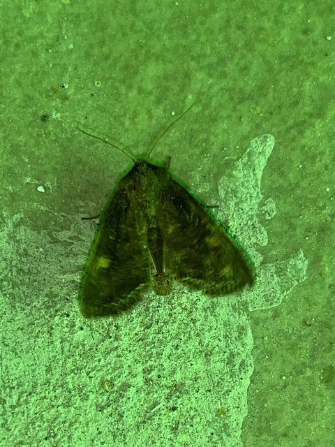 Lacanobia oleracea - saláta-kertibagoly