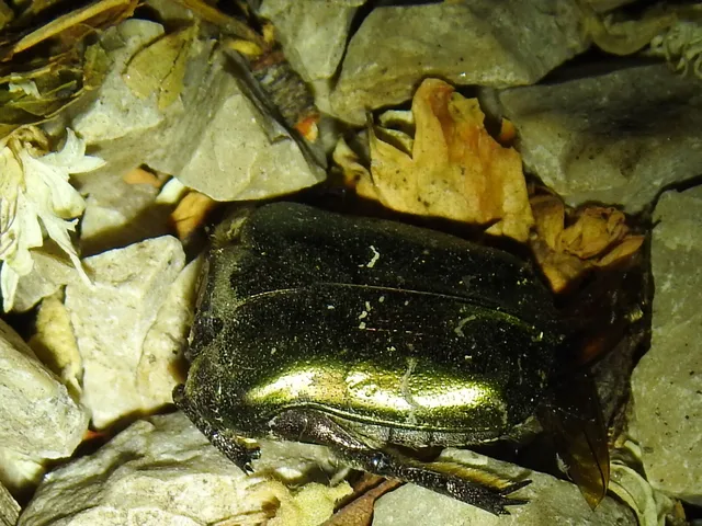Protaetia cuprea obscura - olajzöld virágbogár