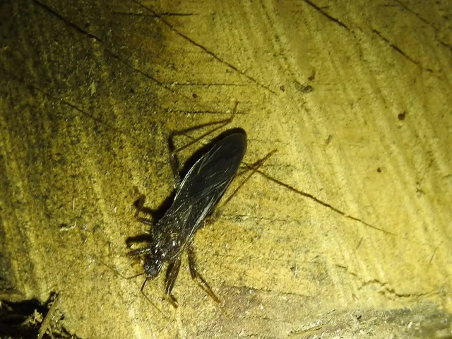 Reduvius personatus - szemetes zugpoloska