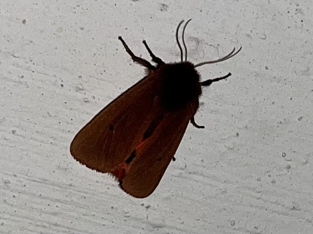 Phragmatobia fuliginosa - füstös medvelepke