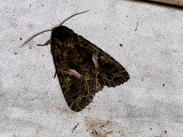 Trachea atriplicis - nyári zöldbagoly