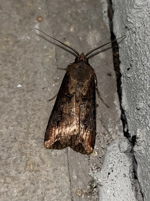 Agrotis ipsilon - nagy földibagoly