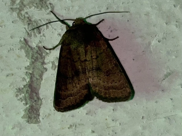 Hoplodrina octogenaria - barna selymesbagoly