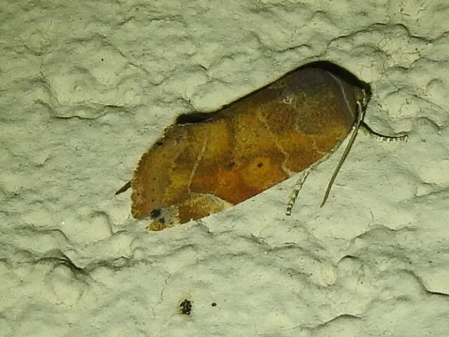 Cosmia affinis - barna lombbagoly