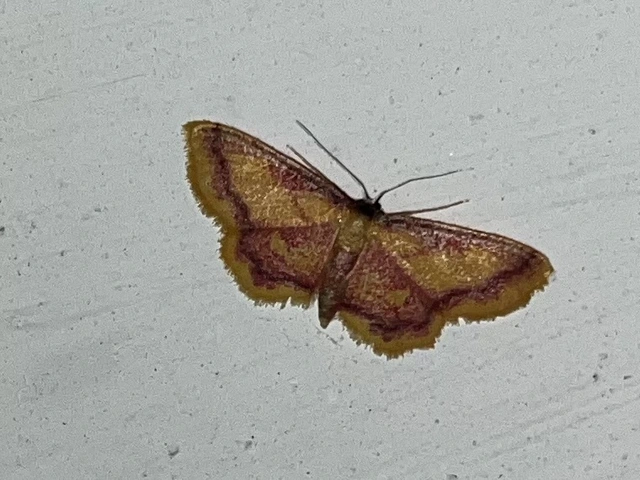 Idaea muricata - mocsári pirosaraszoló