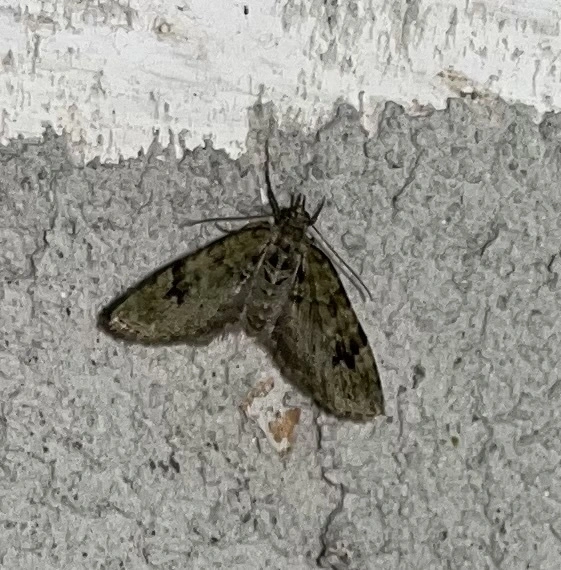 Chloroclystis v-ata - zöldes törpearaszoló