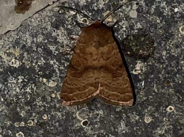 Hoplodrina octogenaria - barna selymesbagoly