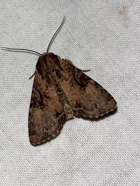 Apamea epomidion - vörösbarna dudvabagoly