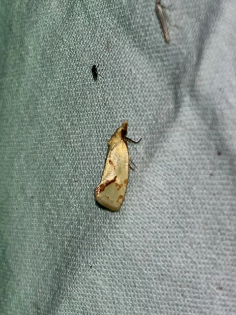 Agapeta hamana - közönséges sárgamoly