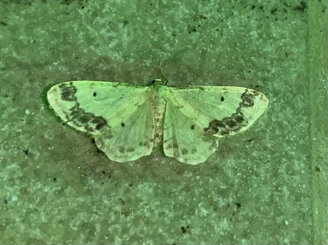 Idaea trigeminata - csúcsfoltos apróaraszoló