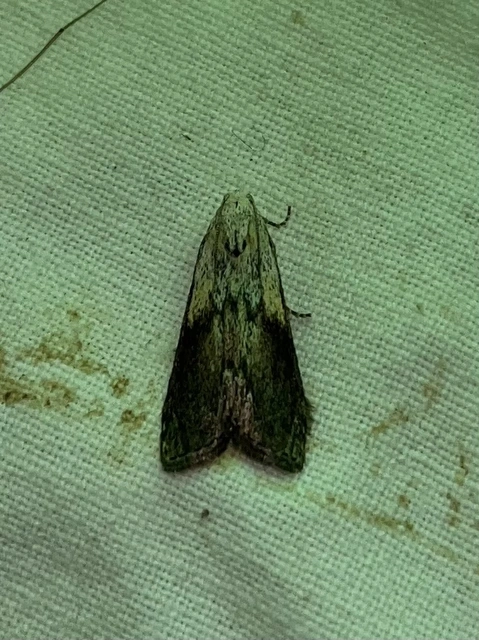 Aphomia sociella - méhviaszmoly