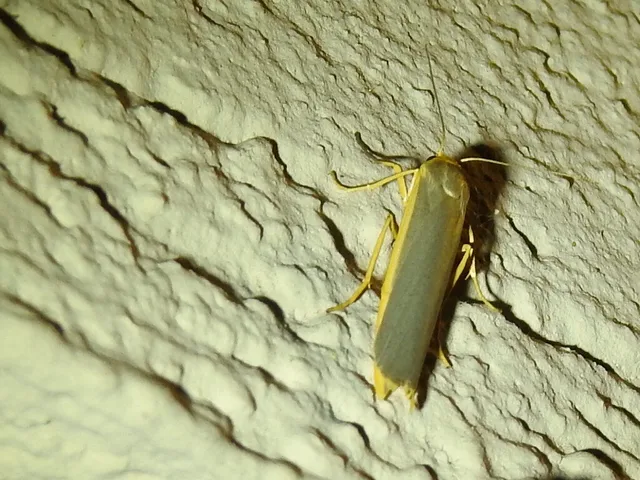 Eilema lurideola - fakó zuzmószövő