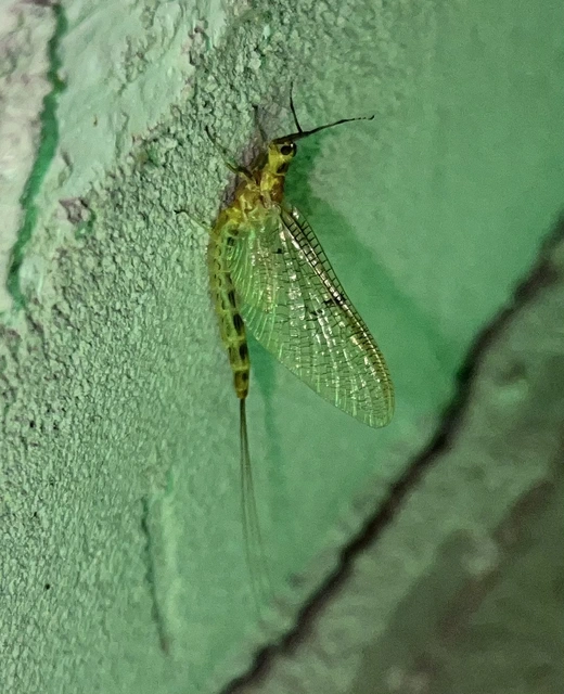 Ephemera lineata