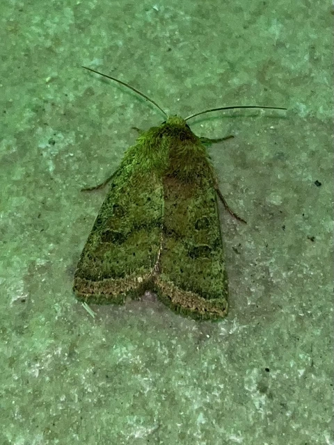 Hoplodrina octogenaria - barna selymesbagoly