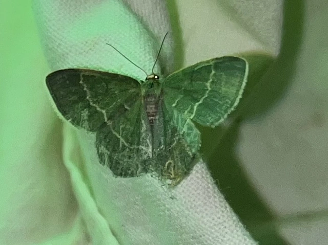 Chlorissa viridata/cloraria