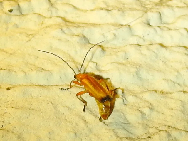 Rhagonycha fulva - feketevégű lágybogár