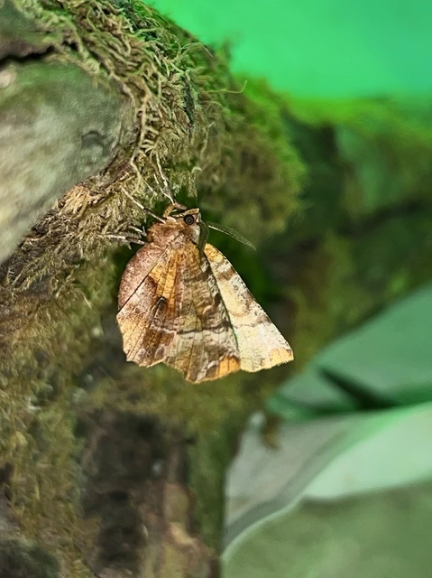 Selenia dentaria - kétfoltos holdasaraszoló