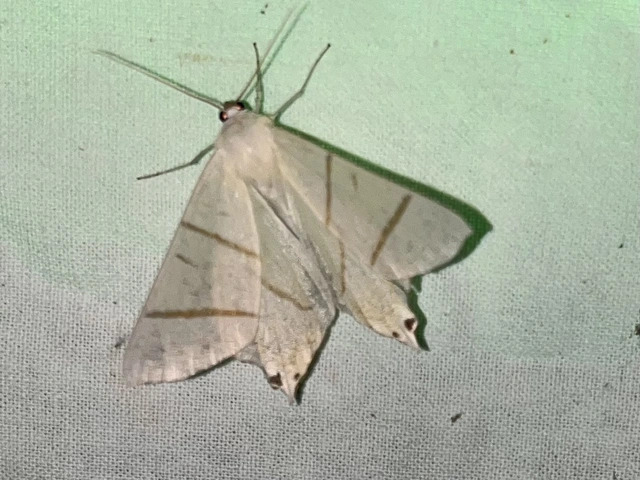 Ourapteryx sambucaria - fecskefarkú araszoló