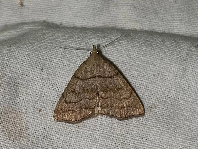 Herminia tarsicrinalis - szőröslábú karcsúbagoly