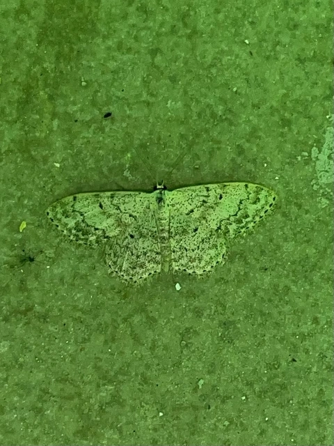 Scopula marginepunctata - pettyes sávosaraszoló