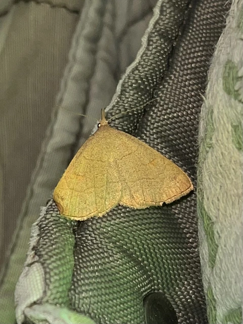 Paracolax tristalis - sárgás karcsúbagoly