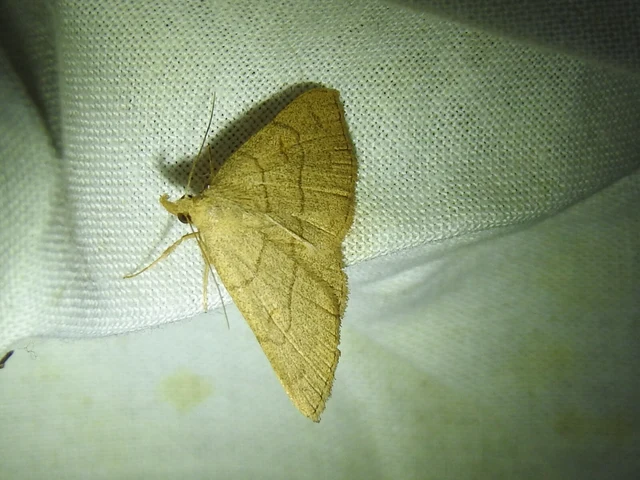 Paracolax tristalis - sárgás karcsúbagoly