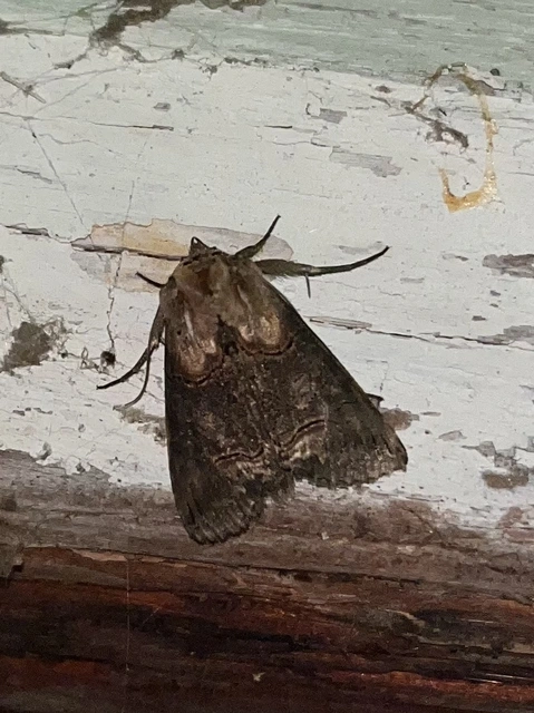 Abrostola triplasia - közönséges csalánbagoly