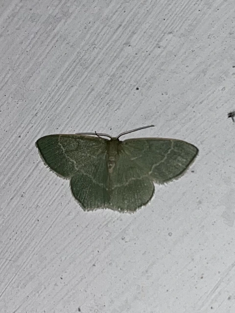 Chlorissa viridata/cloraria